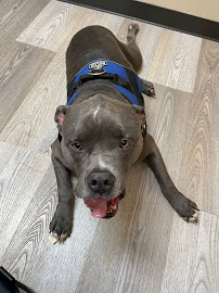 Animal Health Associates