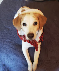 Santa Clara Animal Hospital