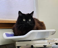 Wildwood Animal Hospital