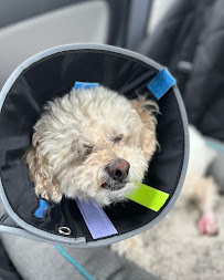 Sunnyside Veterinary Hospital