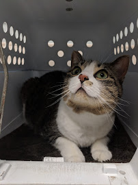 Chicopee Hills Animal Hospital