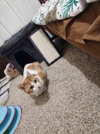 Breslau Animal Hospital