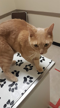 Buck Animal Hospital