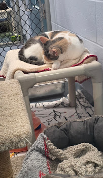 Bridge Street Veterinary Hospital