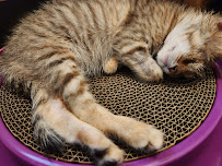 Reno Animal Hospital