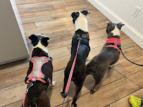 Halo Animal Hospital