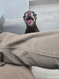 Village Animal Hospital