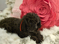 Village Animal Hospital