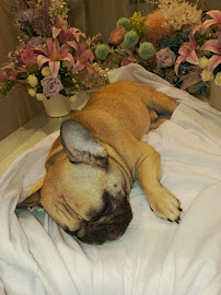 Caesar JacO Petshop - Pet Supplies & Services