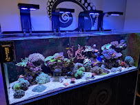 Kraken Corals Limited