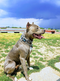 Hamilton Limo Service