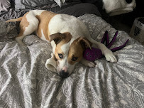 Countryside Veterinary Center