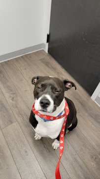 Countryside Veterinary Center