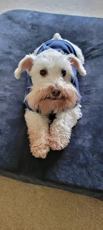 Animal Hospital of Western Springs