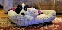 Thrive Pet Healthcare - Oak Lawn