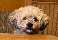 Vetco Vaccination Clinic