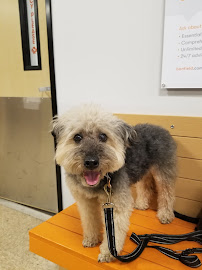 Green Paws Veterinary Care