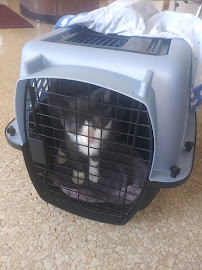 Darien Animal Clinic