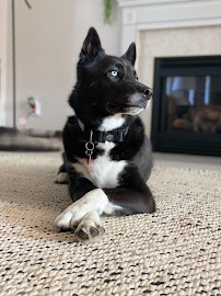 VCA Berwyn Animal Hospital