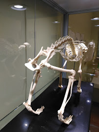 Glen Ellyn Animal Hospital