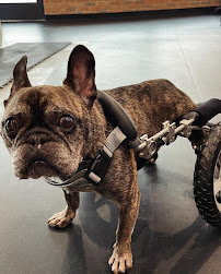 V.E.T. Service Dogs, NFP