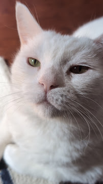 Premier Veterinary Group - Orland Park