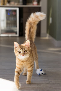 Premier Veterinary Group - Orland Park