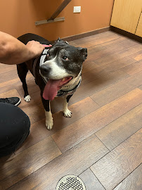 Auburn Animal Hospital