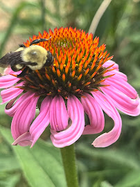 Wild World Gardens