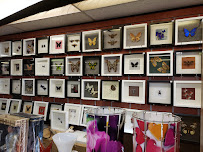 Sabrina Butterfly Designs