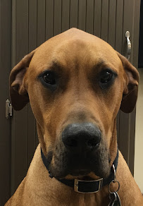 Belvedere Barber Company