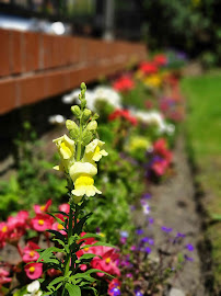 Commercial Grounds Maintenance (CGM)