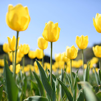 White Diamond Funeral Services