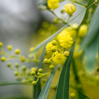 Australian Military Bank