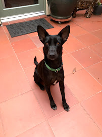 Dog Savvy | Positive Dog Training