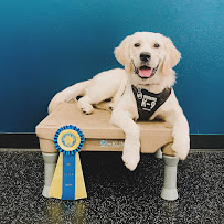 Savoir Faire Dog Training LLC