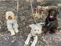 Cassidy Ingram Dog Training LLC