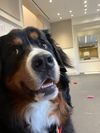 Cassidy Ingram Dog Training LLC