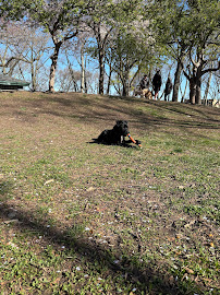 Wag the Dog NYC--Urban Dog Training