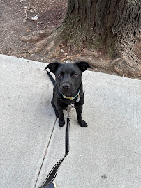 Wag the Dog NYC--Urban Dog Training