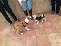 Brooklyn Pup Dog Training