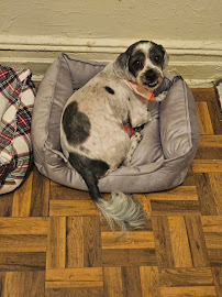 Brooklyn Pup Dog Training