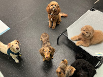 Kate Perry Dog Training + Daycare Center