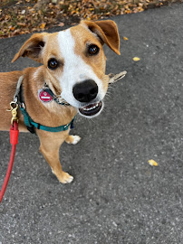 Dharma Dog NYC