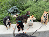 Hustle Pups NYC