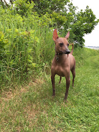 NY Clever K9 Inc.