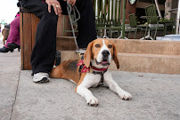 Revival Dog Training - East Village