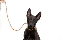 Revival Dog Training - East Village
