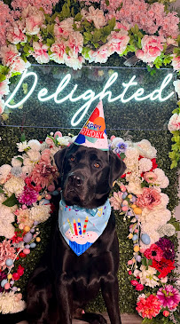 Delighted Pets, Inc.