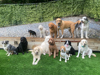 Delighted Pets, Inc.